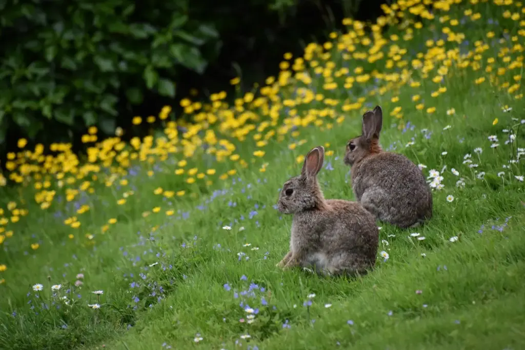 Two Rabbits on Green Grass What Eats Rabbits?