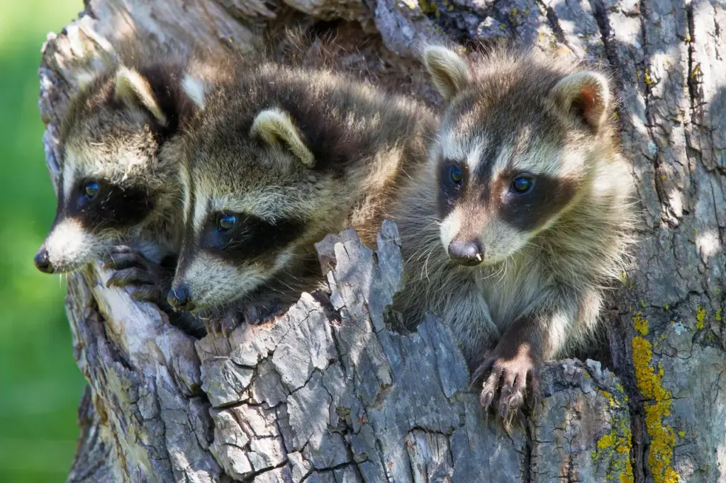 Three Raccoons In The Tree What Eats Raccoons