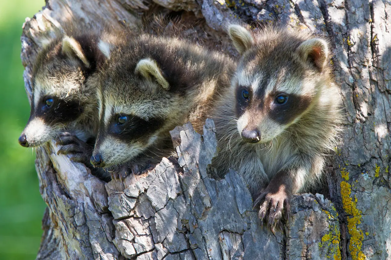 Three Raccoons In The Tree What Eats Raccoons