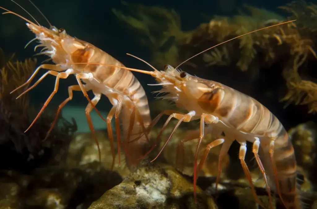 A Pair Of Sea Shrimp What Eats Shrimp