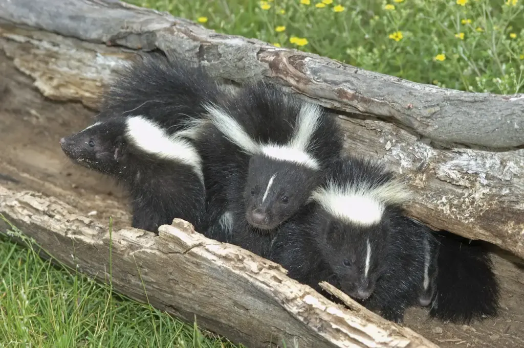 What Eats Skunks
