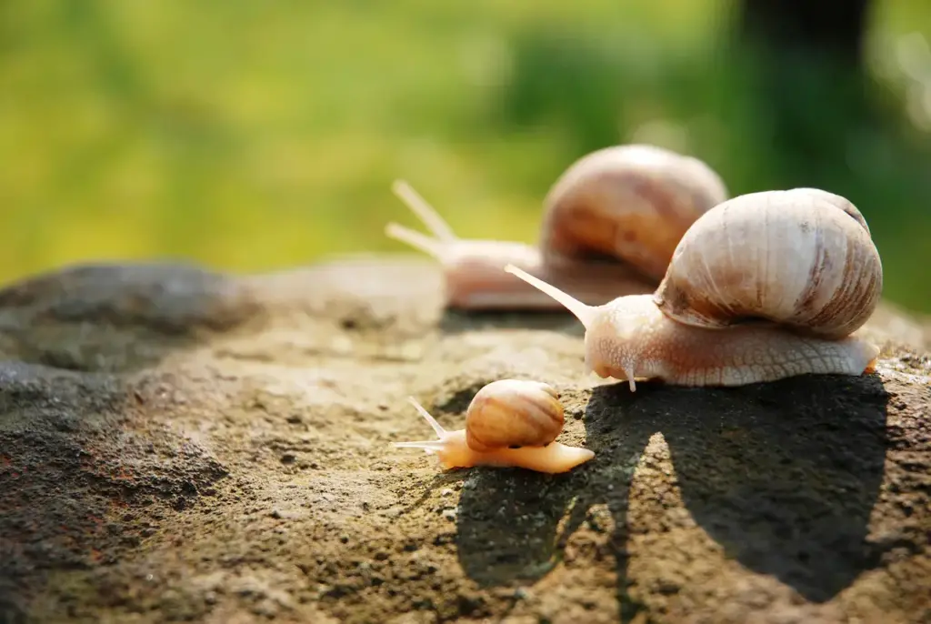 Three Snails On A Rock What Eats Snails