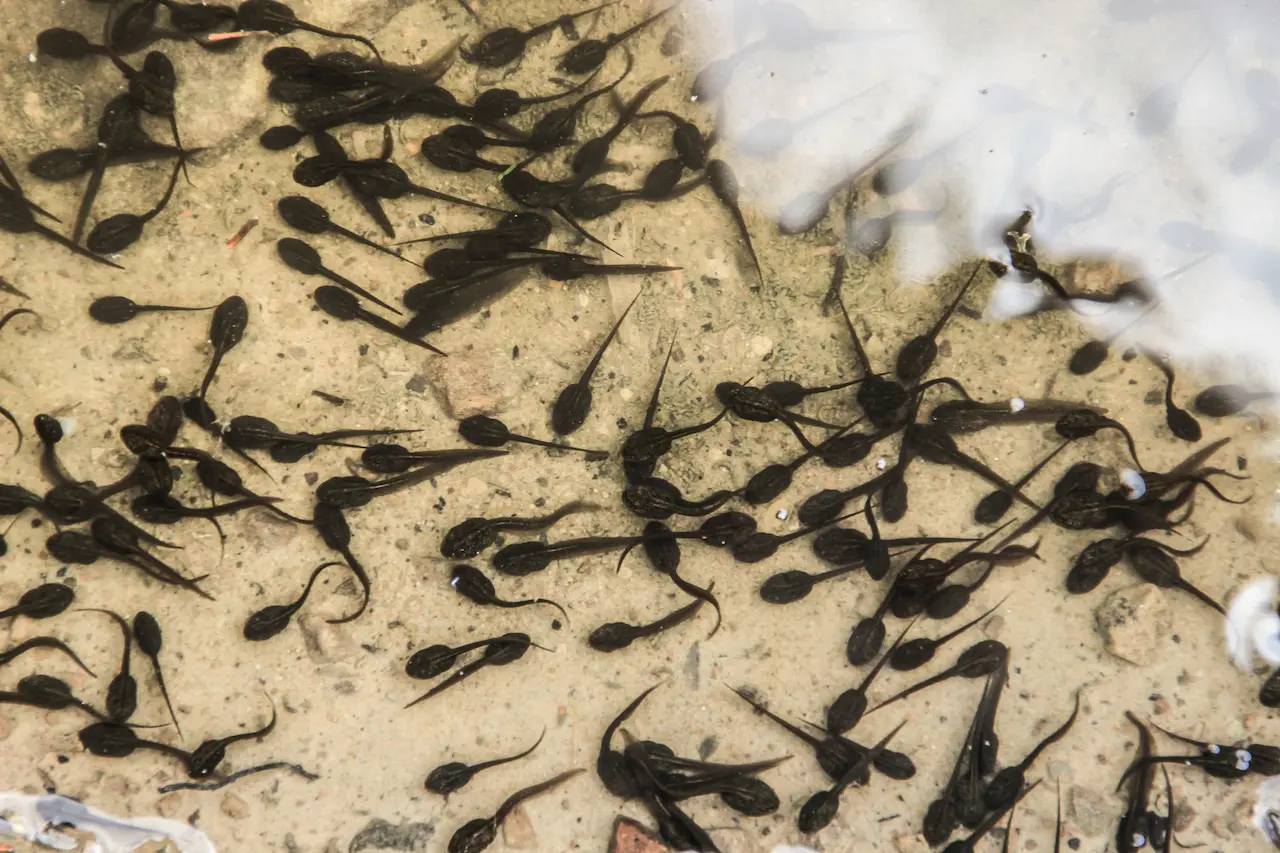 Tadpoles in The Water What Eats Tadpoles