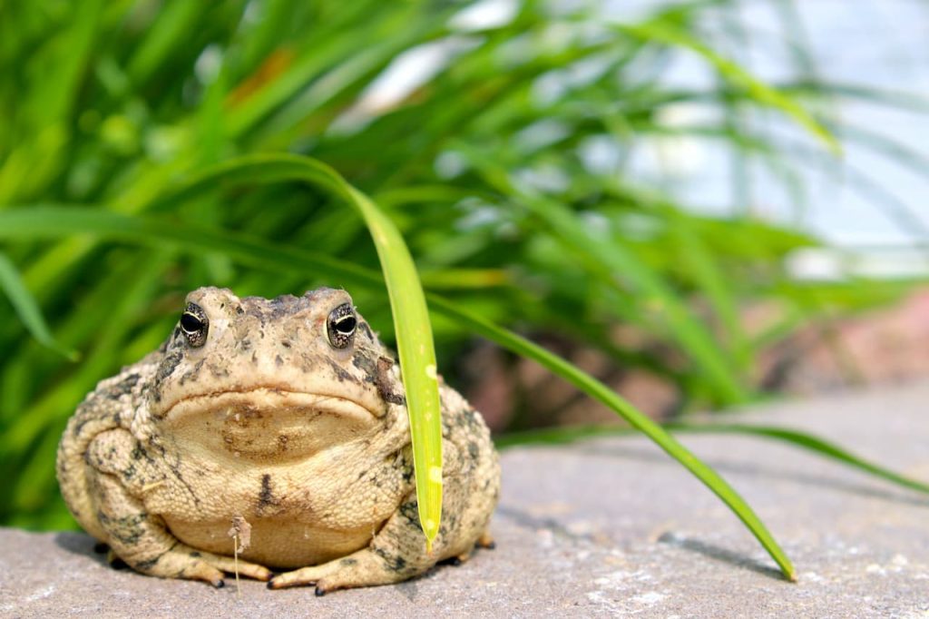 What Eats Toads