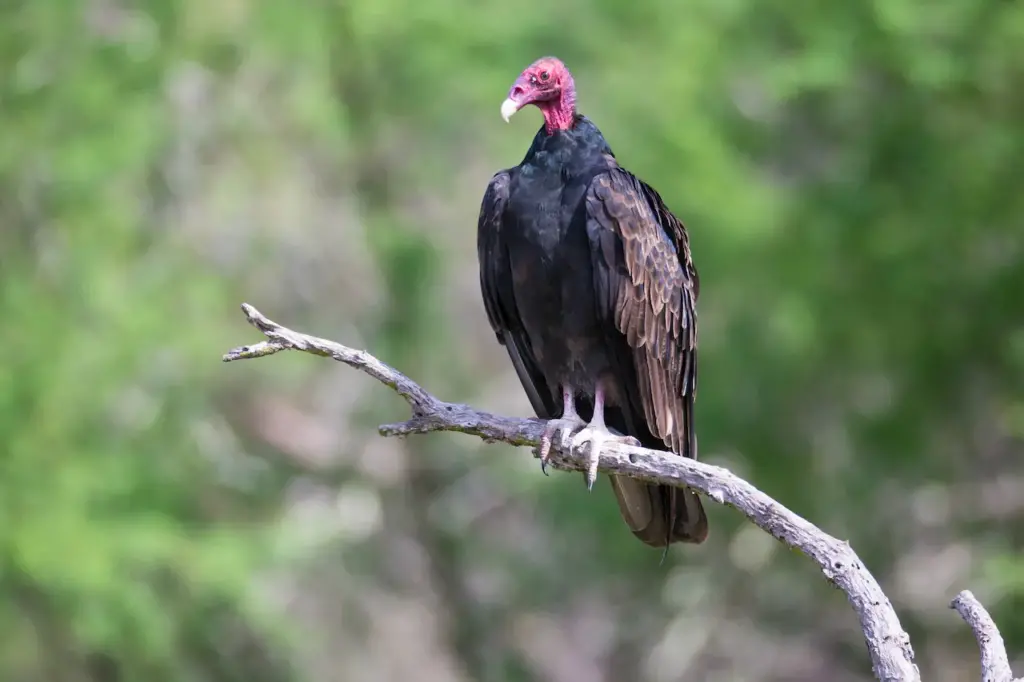 A Vulture Perched on Tree Branch What Eats Vultures