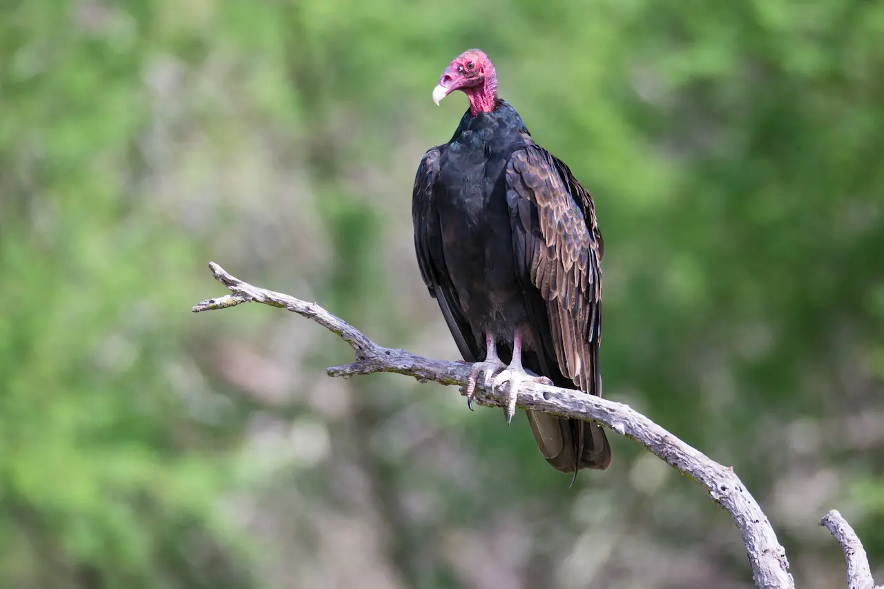 A Vulture Perched on Tree Branch What Eats Vultures