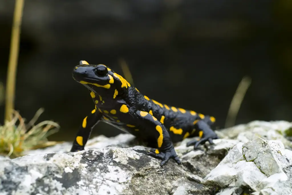 A Salamander on top of a Rock What Eats A Salamander