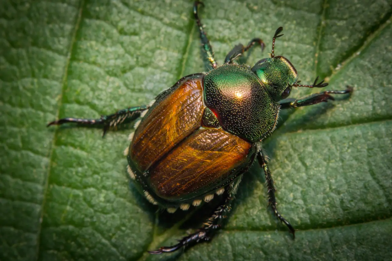 A Beetle on the Leaf What Eats A Japanese Beetle