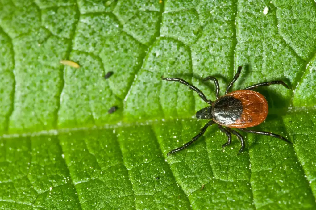 A Ticks on a Leaf What Eats Ticks