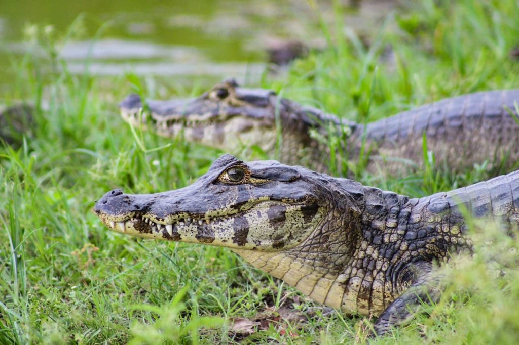 What Eats A Caiman