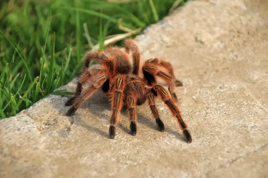 A Tarantula on The Ground What Eats A Tarantula