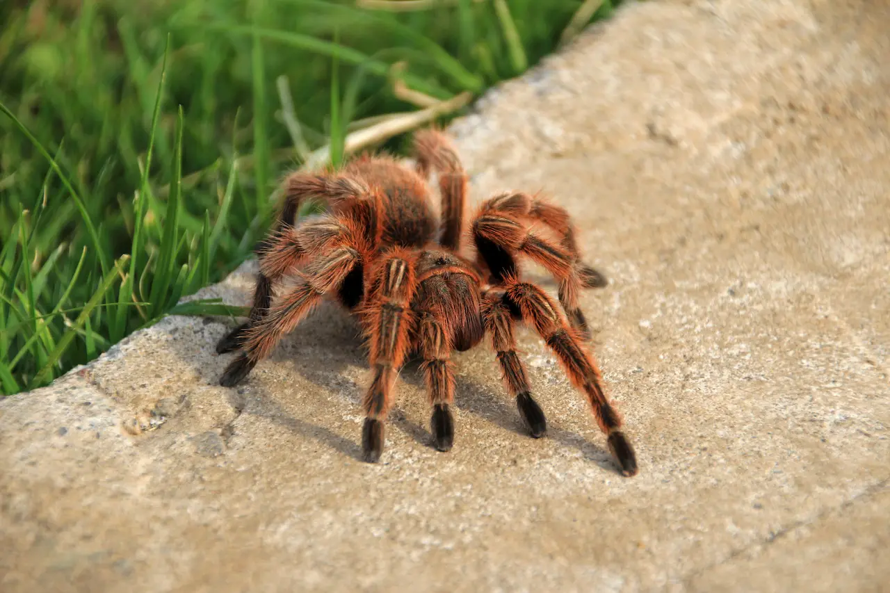 A Tarantula on The Ground What Eats A Tarantula