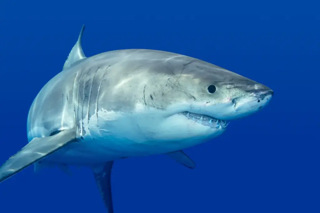 Shark Underwater What Eats A Shark