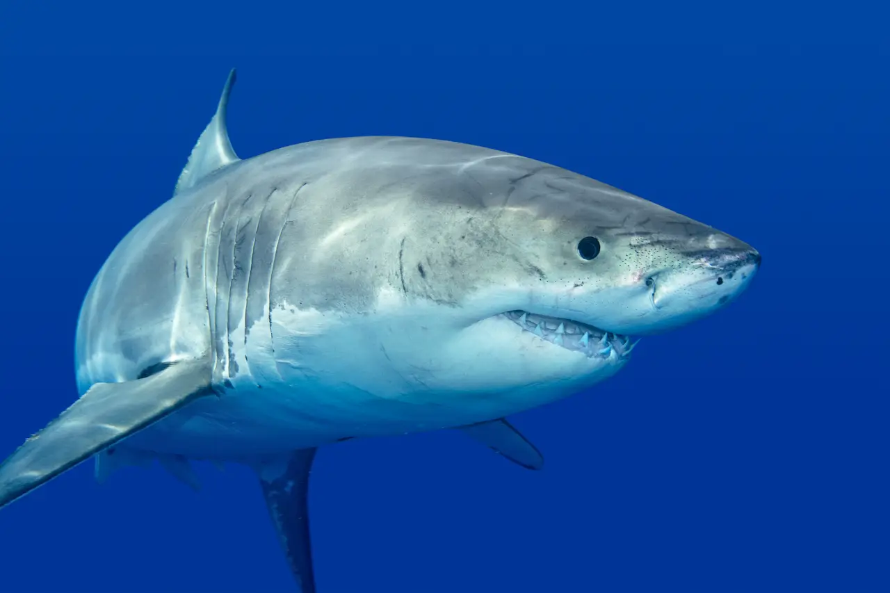 Shark Underwater What Eats A Shark