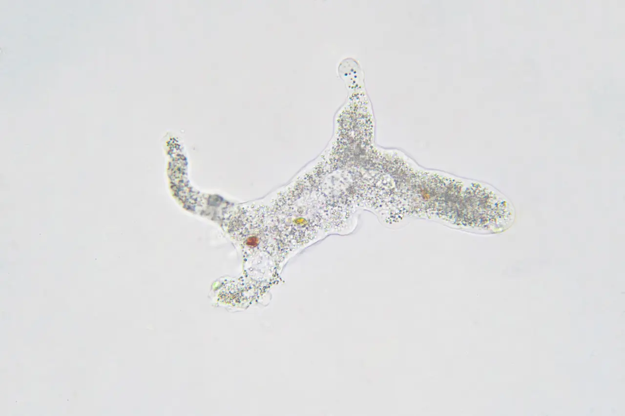 An Amoeba Under Microscope What Eats An Amoeba