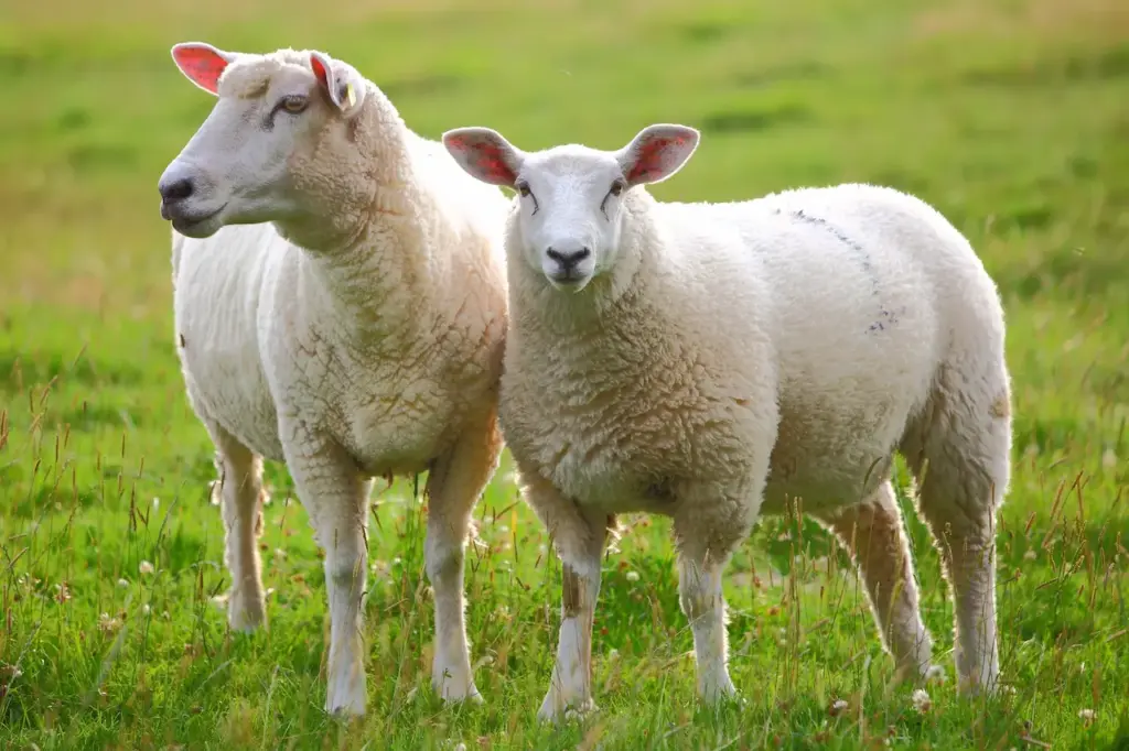 Two Sheep on the Grass What Eats Sheep