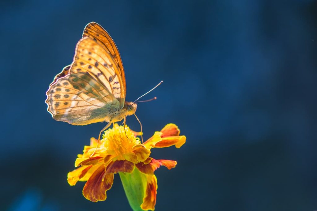 What Eats A Moth Or Butterfly
