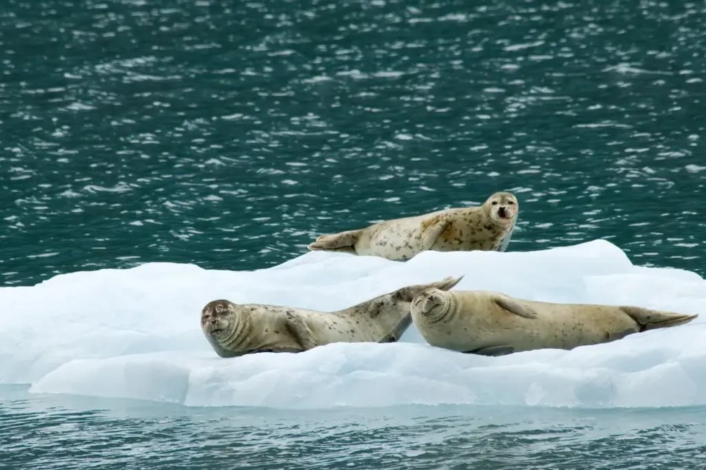 Seals on the Ice What Eats A Seals