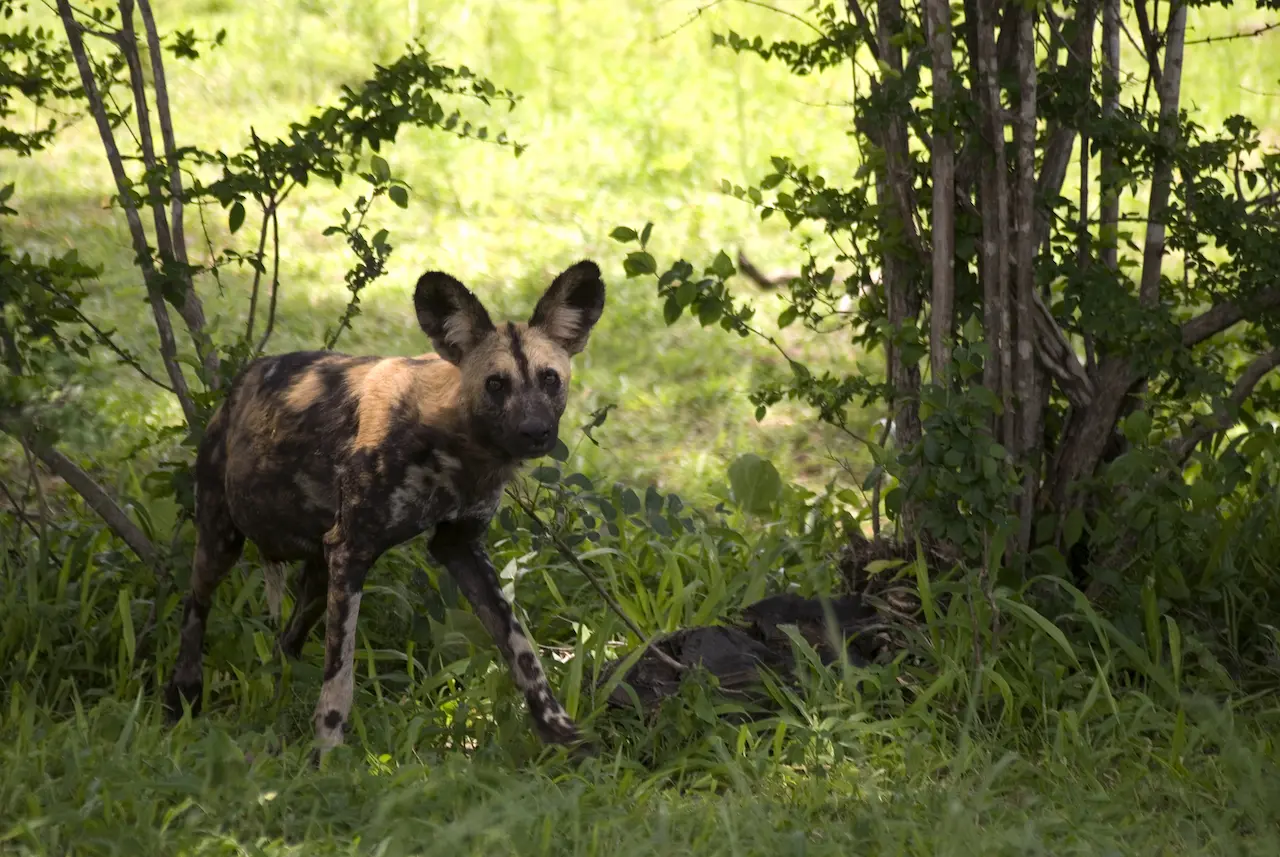 Rare Carnivore African Wild Dog (Lycaon pictus)
