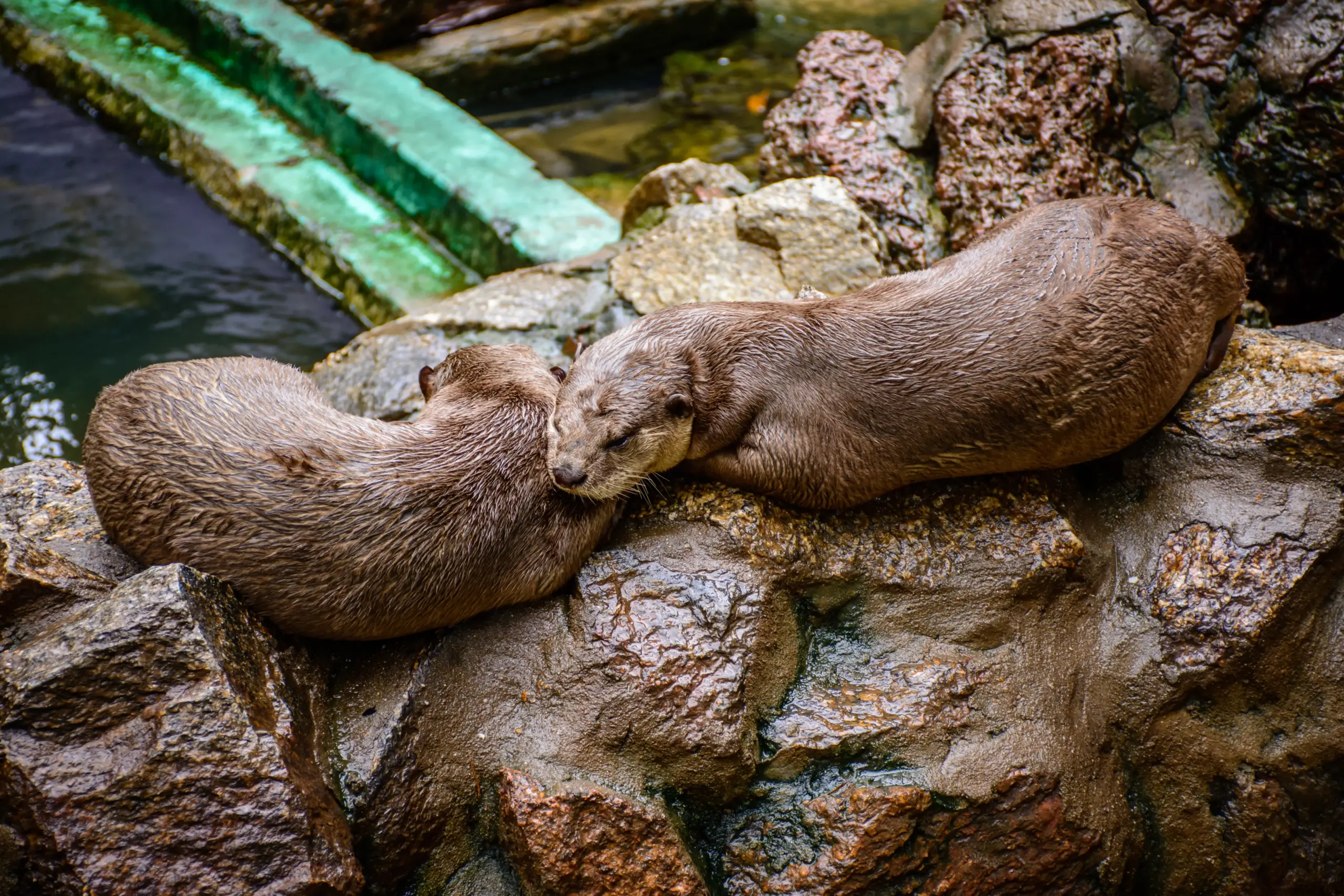 Two Beavers are Sleeping on the Stone What Eats Beavers