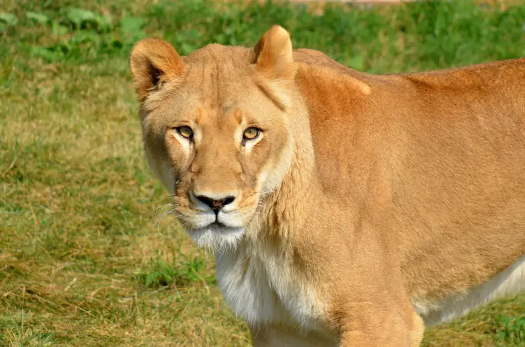 Close up of a Female Lion What Eats Cats