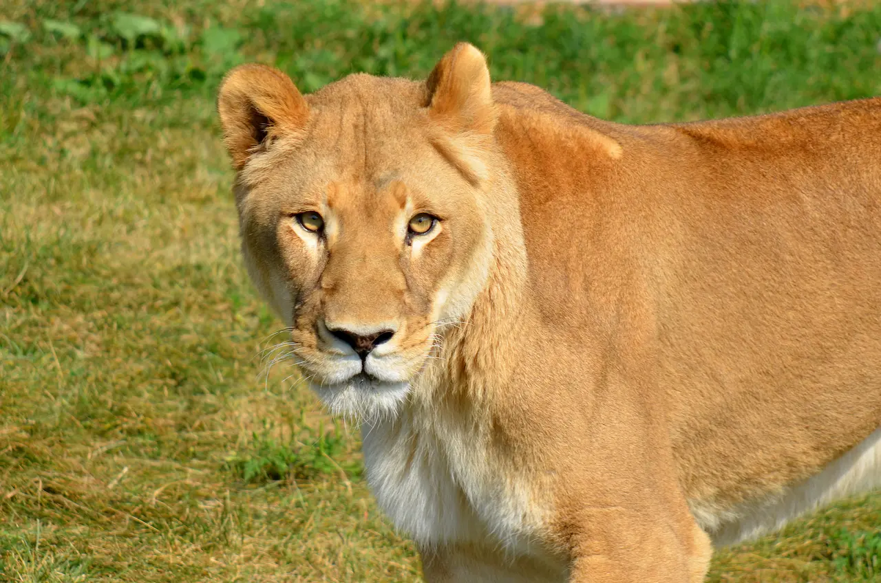 Close up of a Female Lion What Eats Cats
