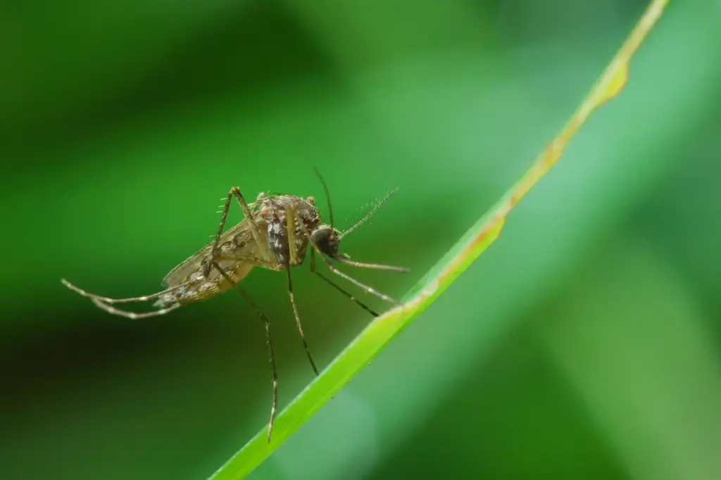 Closeup of Mosquitoes What Eats Mosquitoes