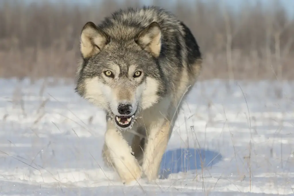 Wolf Walking in the Snow What Eats A Wolf