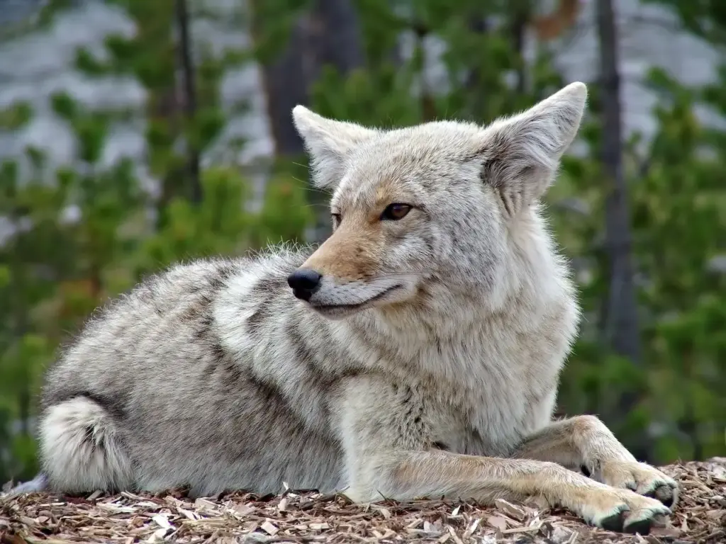 A Coyote Sitting What Eats A Coyote
