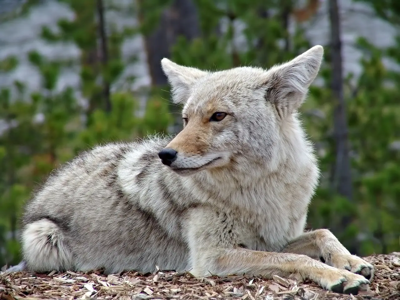 A Coyote Sitting What Eats A Coyote