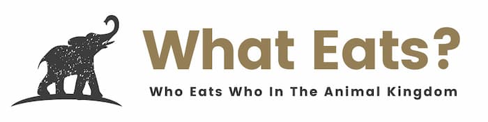 What Eats Banner Logo 2