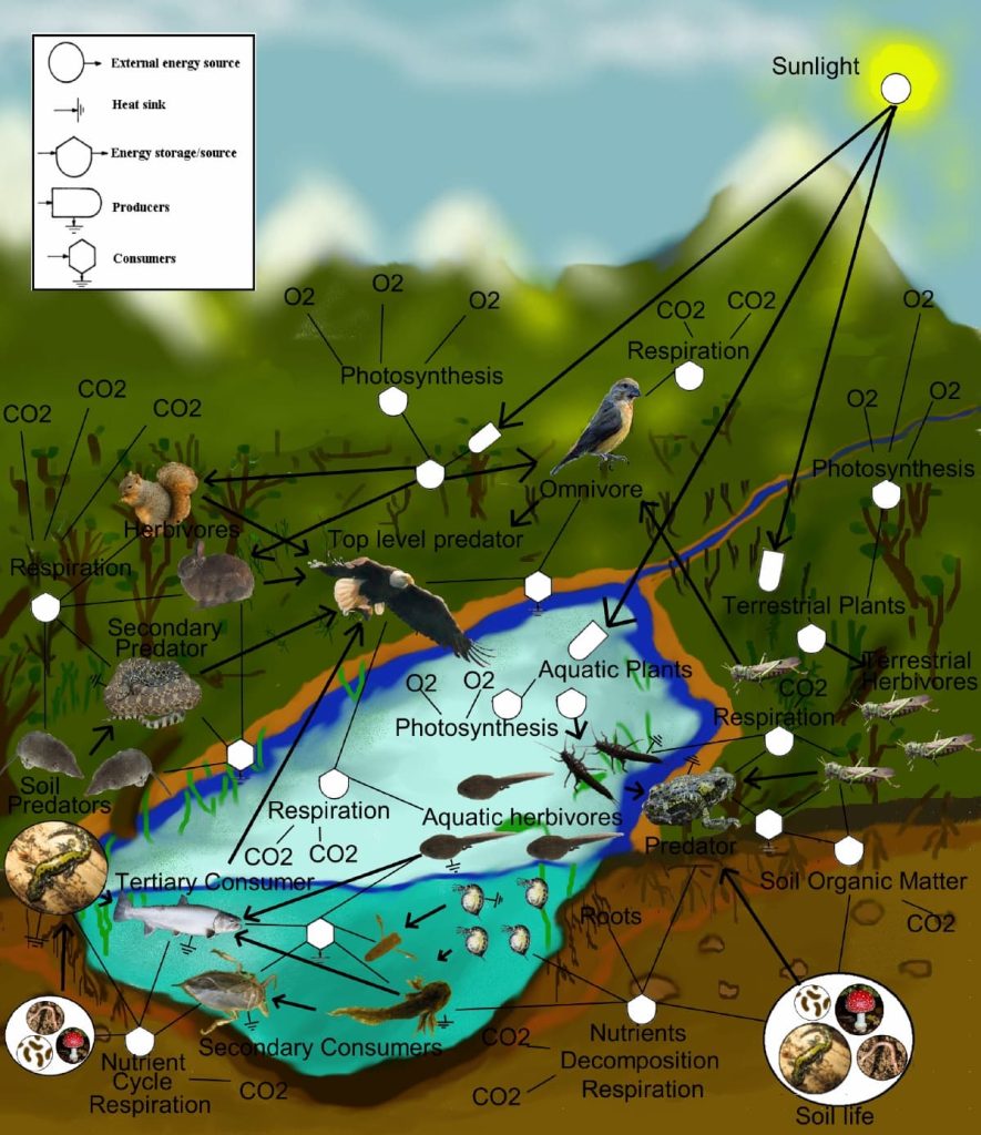 Food Web Illustration