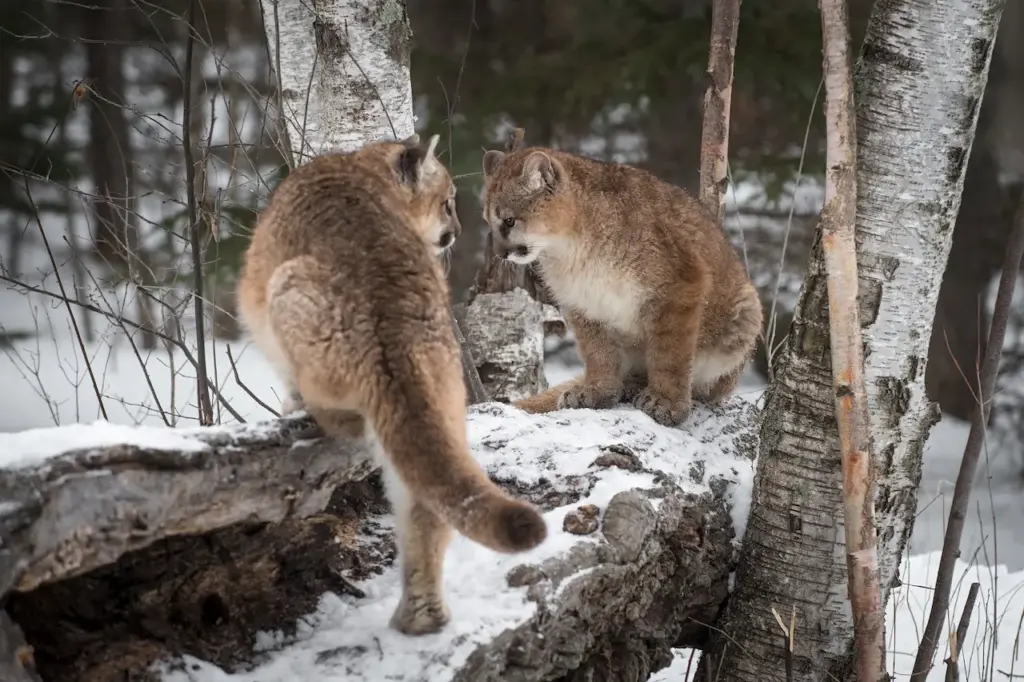 Two Cougar On the Log Playing What Eats A Cougar