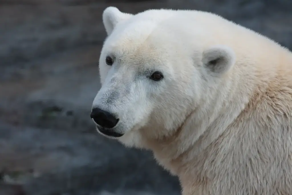 Close-up Image of Polar Bear What Eats A Polar Bear