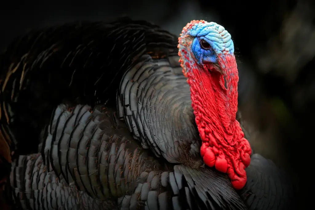 Closeup Image of Turkey What Eats A Turkey