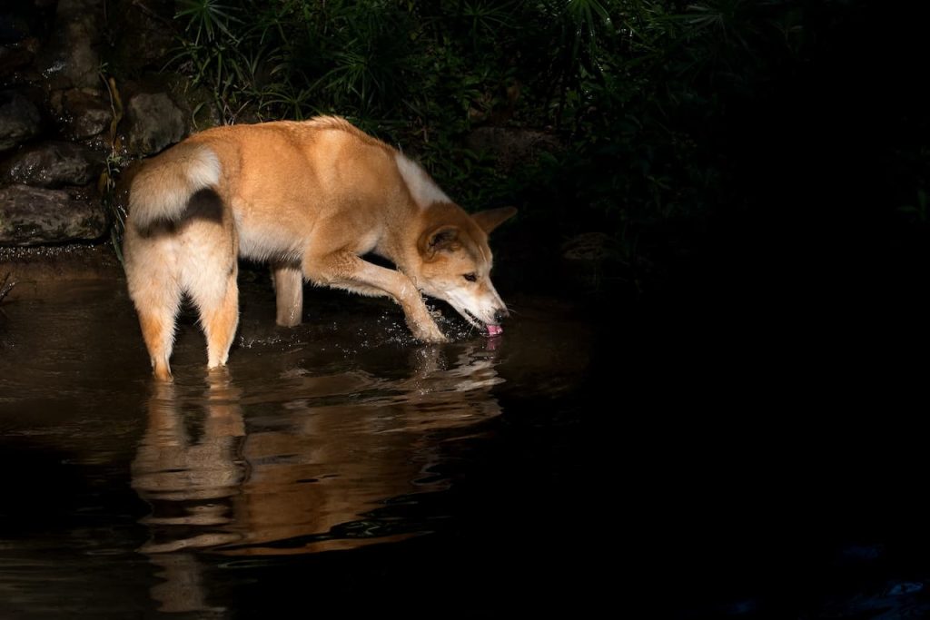 What Eats Dingos