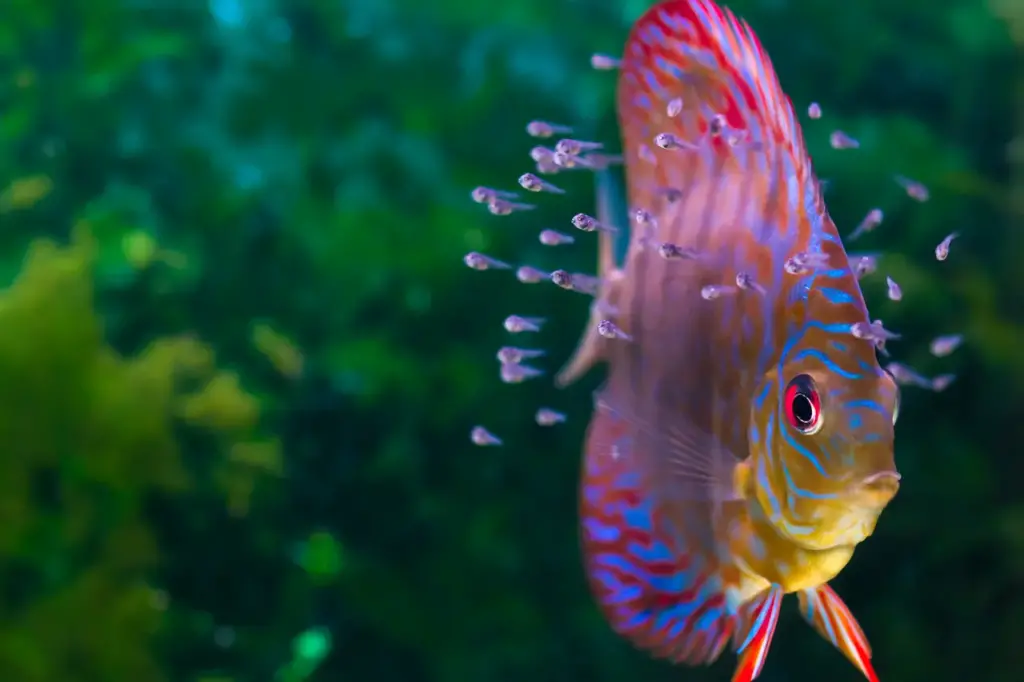 Fish with Baby Fish Swimming in Aquarium What Eats Fish