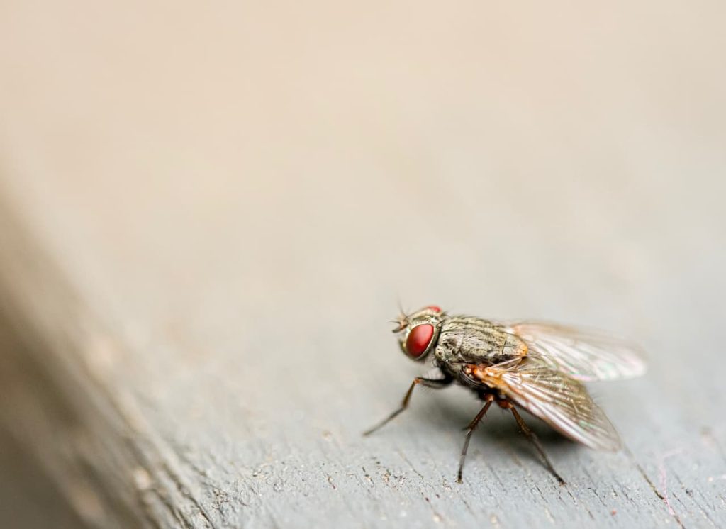Flies in the Woods What Eats Flies