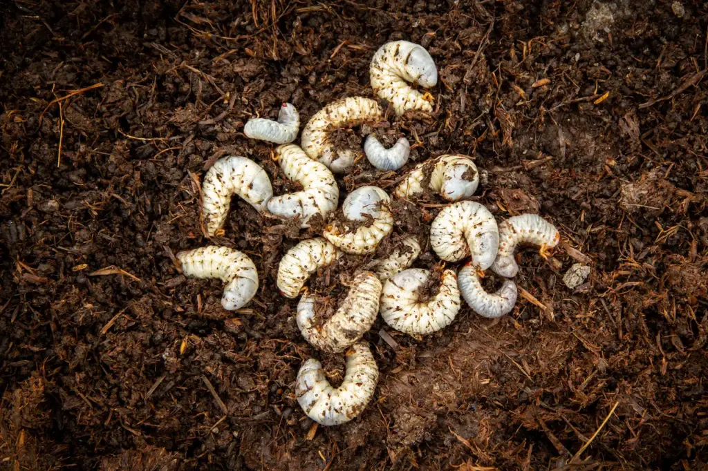 Grubs On The Soil What Eats Grubs