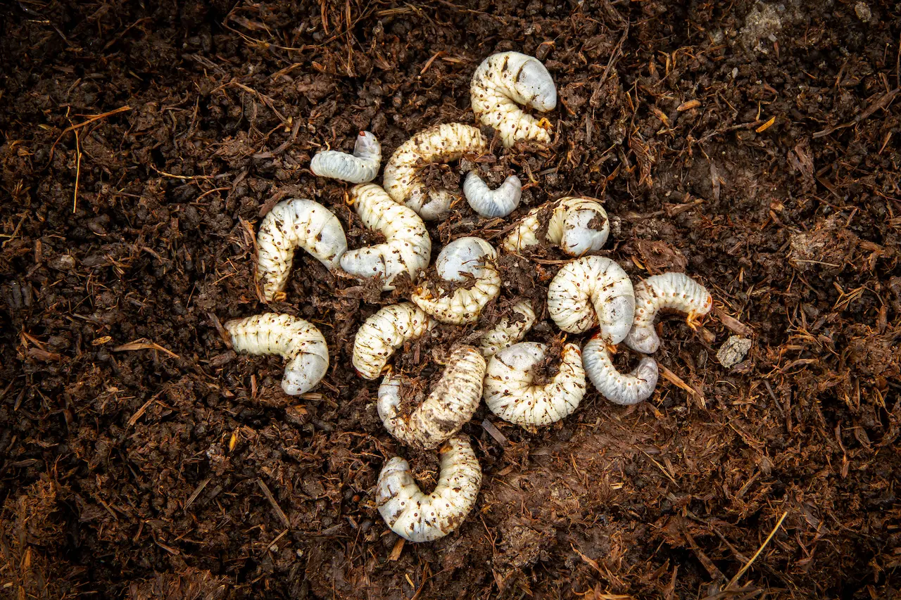 Grubs On The Soil What Eats Grubs