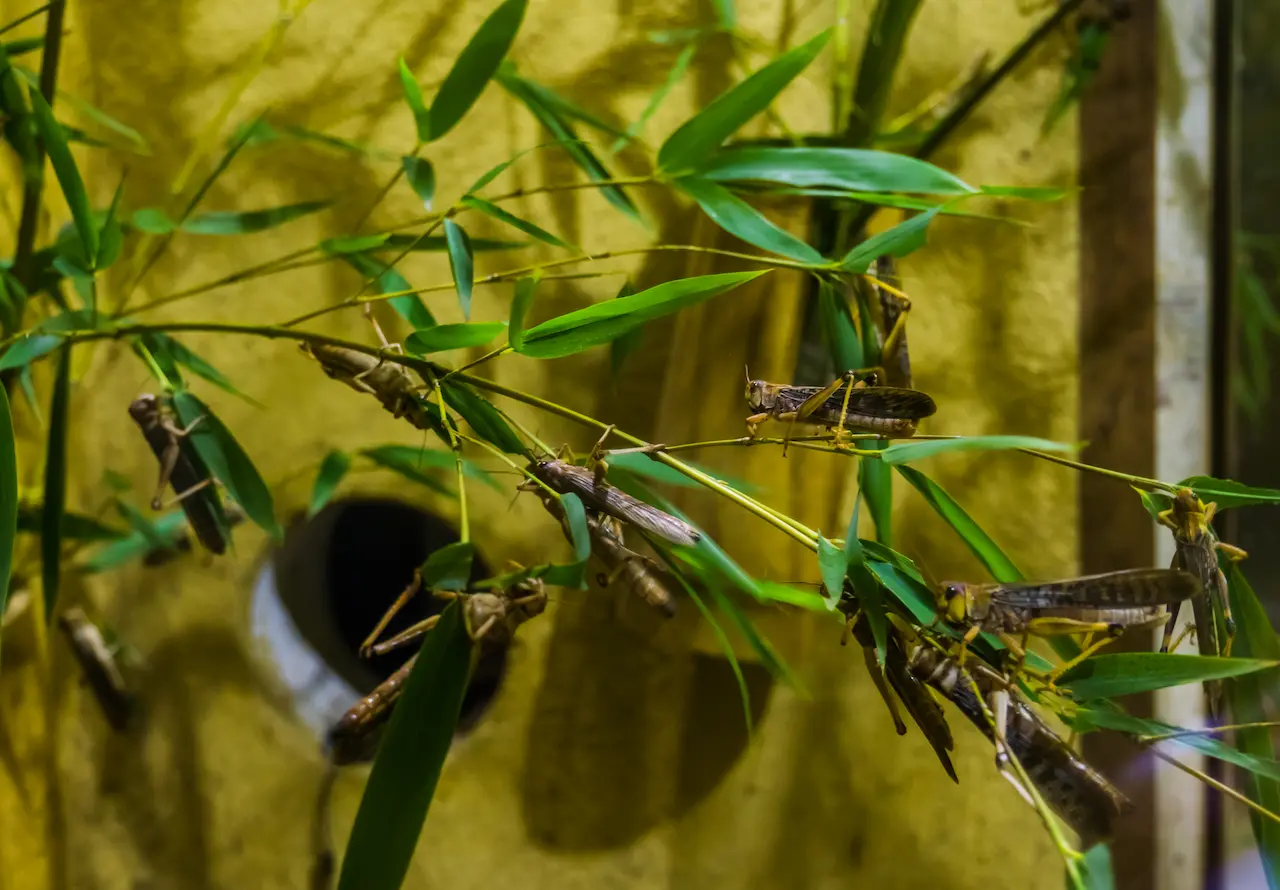 A Group of locusts Insects On The Branch What Eats Insects