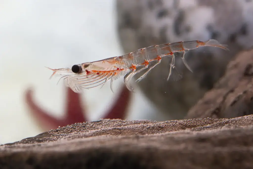 Krill Close up Image What Eats Krill