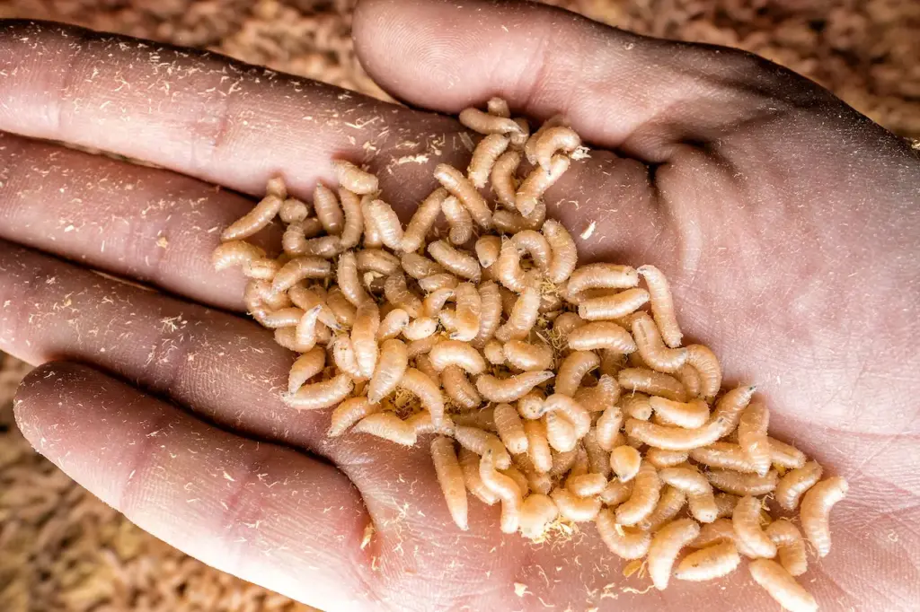 Hand with a Handful of White Maggots What Eats Maggots
