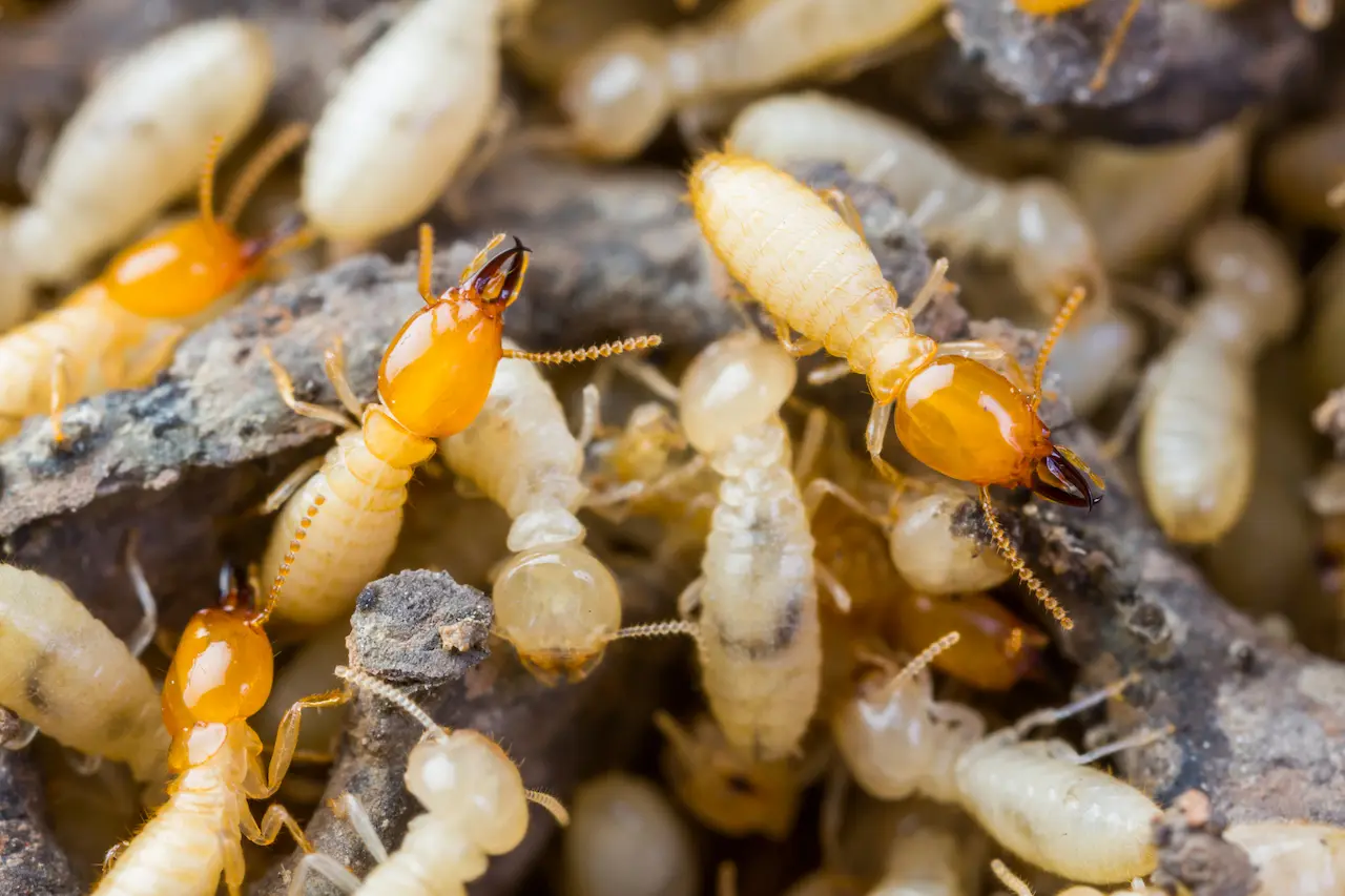 Termites in the Woods What Eats Termites