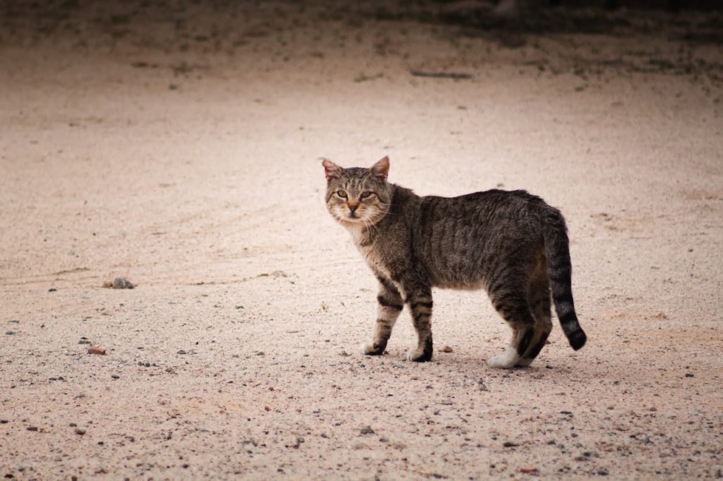 Wild Cats Walking What Eats Wild Cats