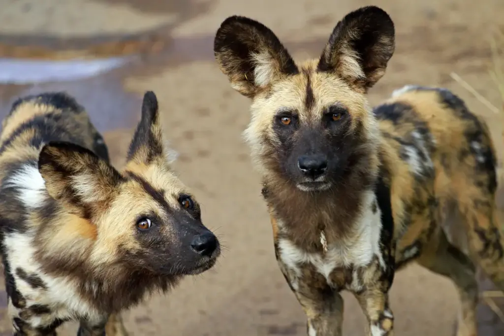 Two African Wild Dogs What Eats Wild Dogs