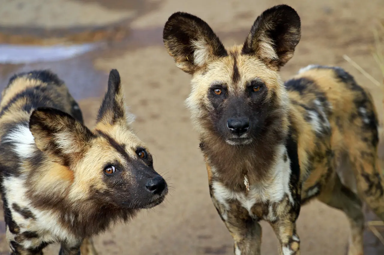 Two African Wild Dogs What Eats Wild Dogs