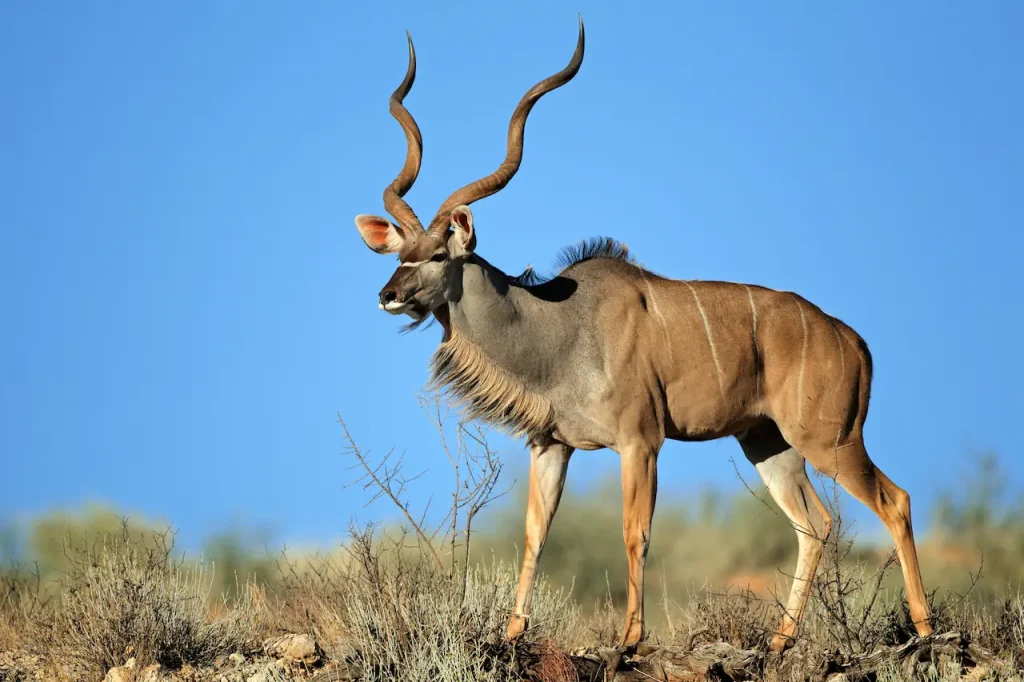 Large Male Kudu Antelope What Eats Antelopes