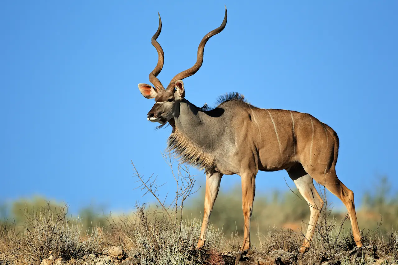 Large Male Kudu Antelope What Eats Antelopes