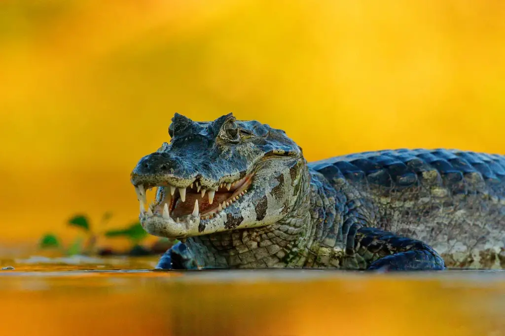 Caiman With Yellow Background What Eats Caiman